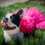 Frenchie in cute tutu